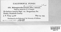 Melampsorella elatina image